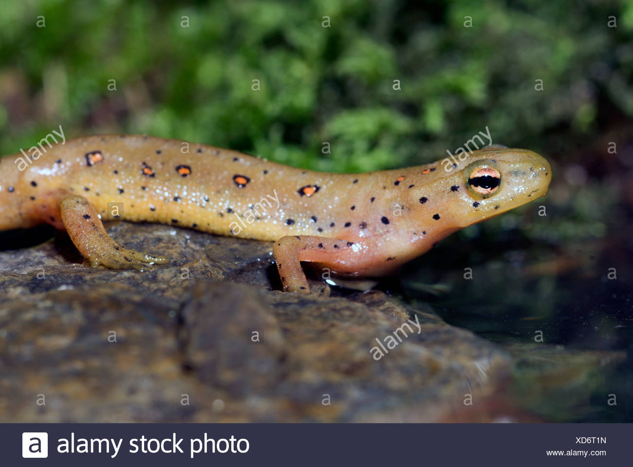 eft, red-spotted newt, red eft, eastern newt (Notophthalmus viridescens), on a stone Stock Photo