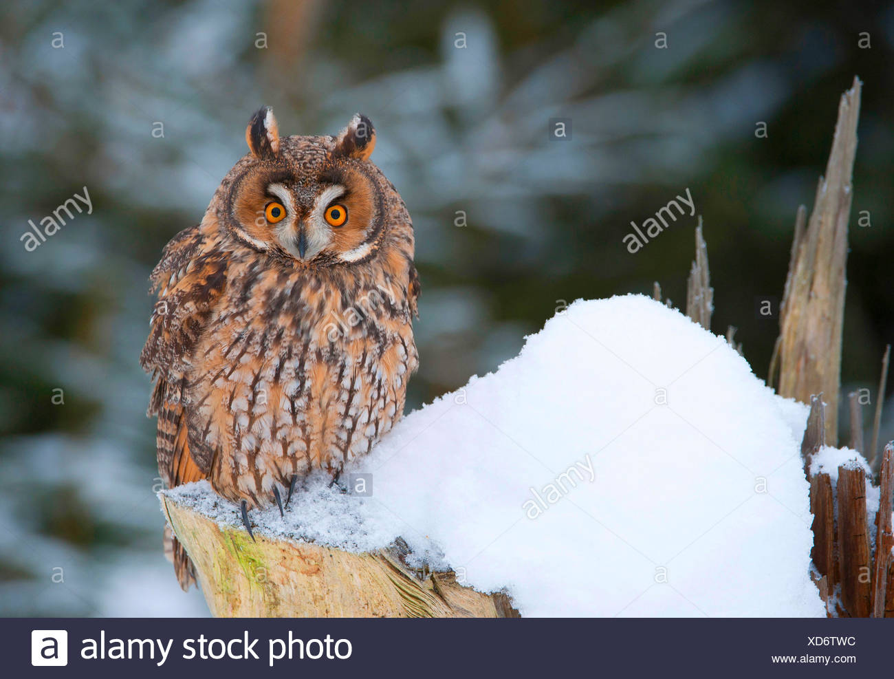 long-eared owl (Asio otus), sitting on a snow-covered tree stump, Germany, Bavaria Stock Photo