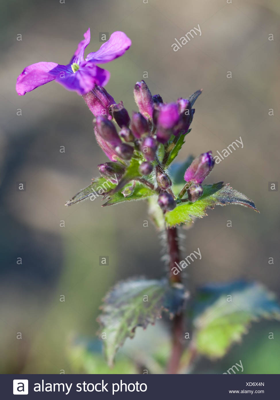 Einjahriges Silberblatt High Resolution Stock Photography And Images Alamy