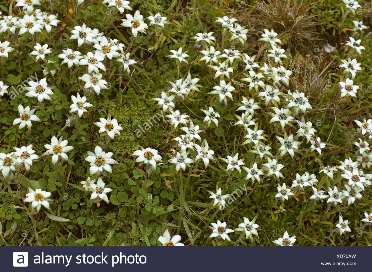 Alpine High Altitude Flowers Edelweiss At 17 000 Ft Uttaranchal India Stock Photo Alamy