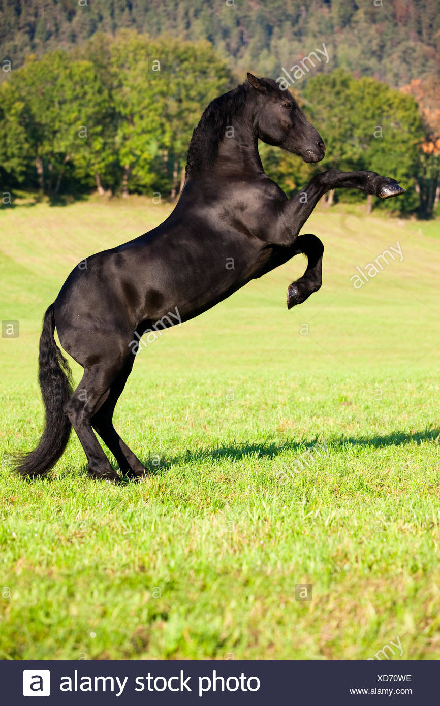 Horse Legs High Resolution Stock Photography And Images Alamy