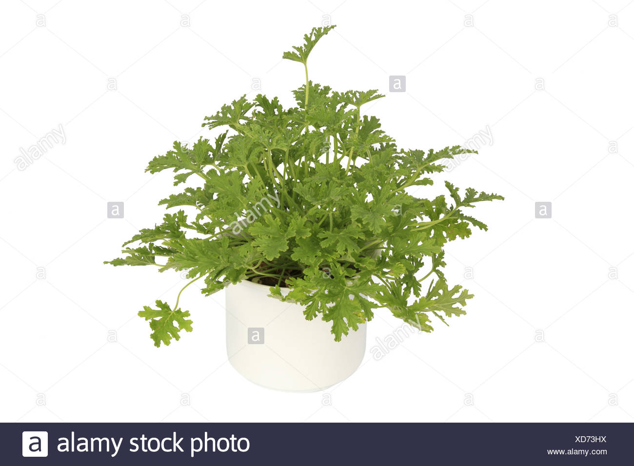 Pelargonium Citrosum Mosquito Fighter Stock Photos