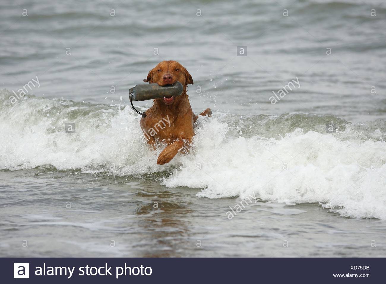 chesapeake bay retriever swimming