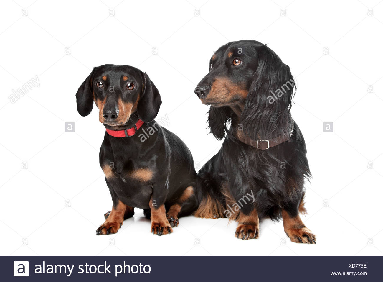Two Long Haired Dachshund Dogs Stock Photos Two Long Haired