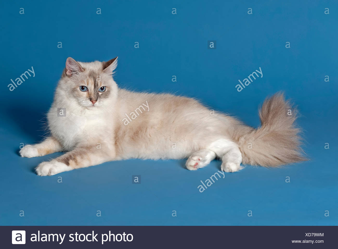 blue tabby bicolor ragdoll