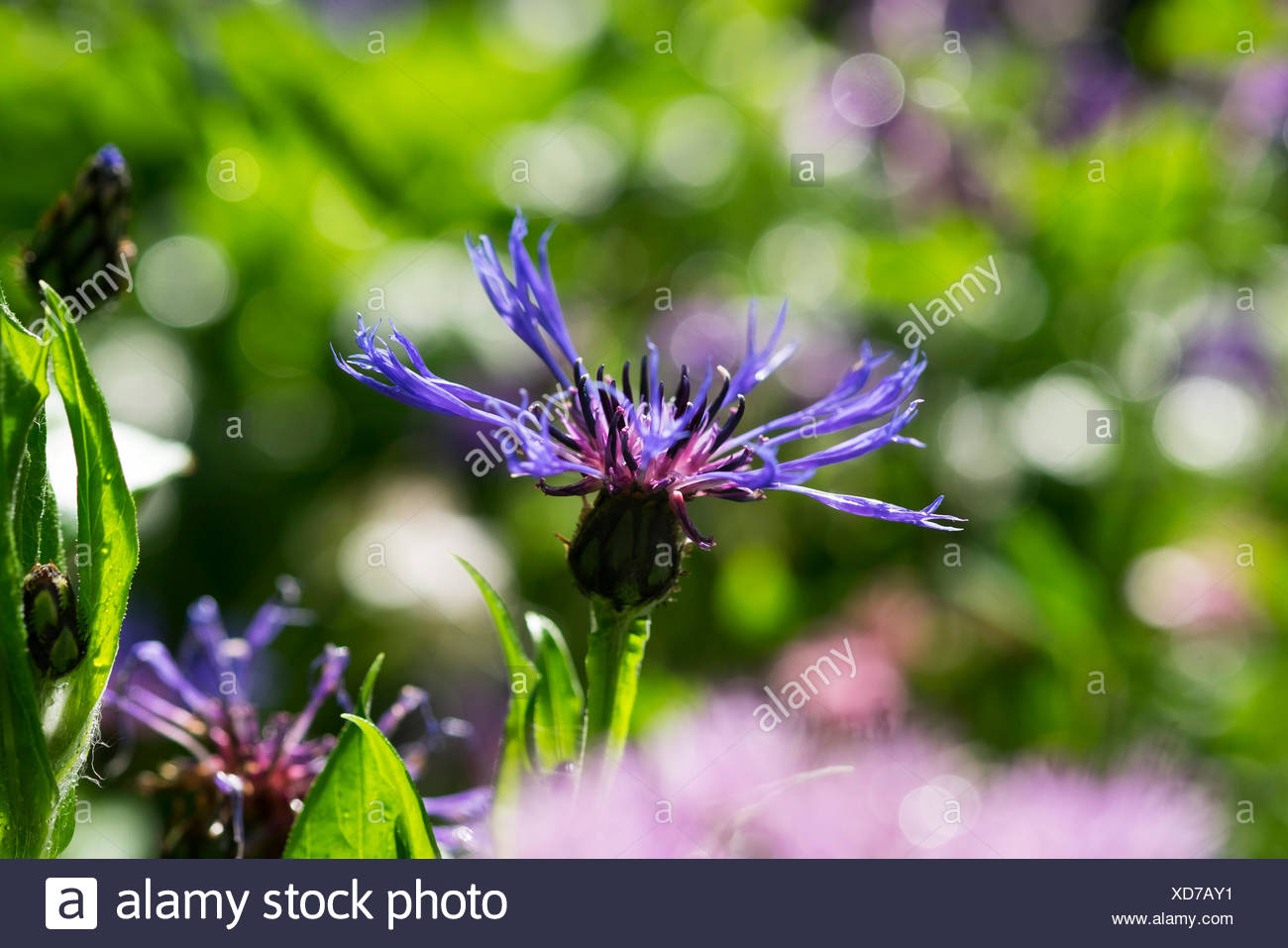 Ornamental Knapweed Stock Photos & Ornamental Knapweed