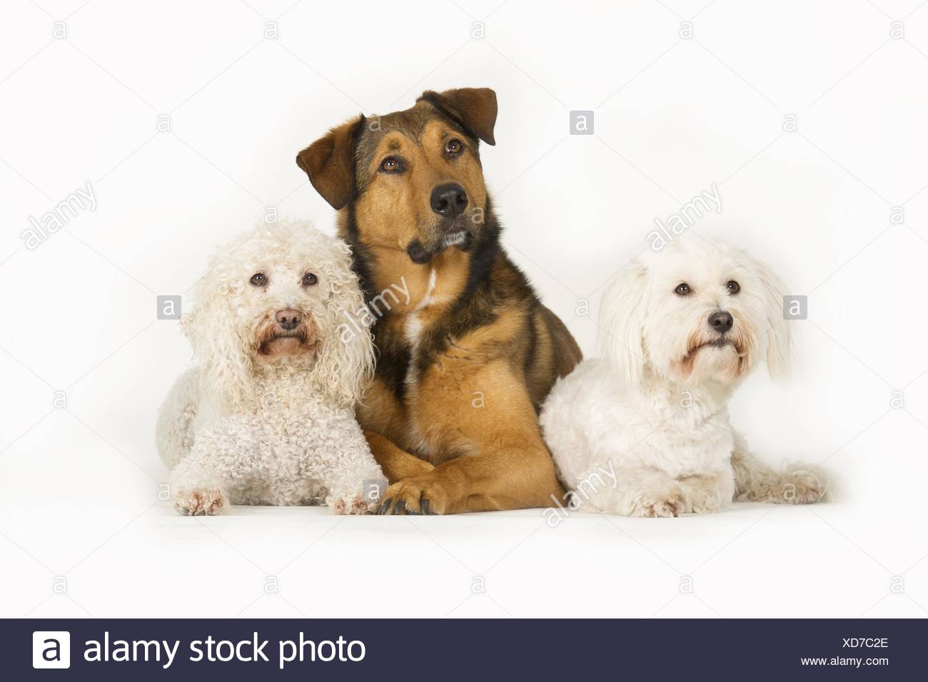 Long Haired Rottweiler Stock Photos Long Haired Rottweiler Stock