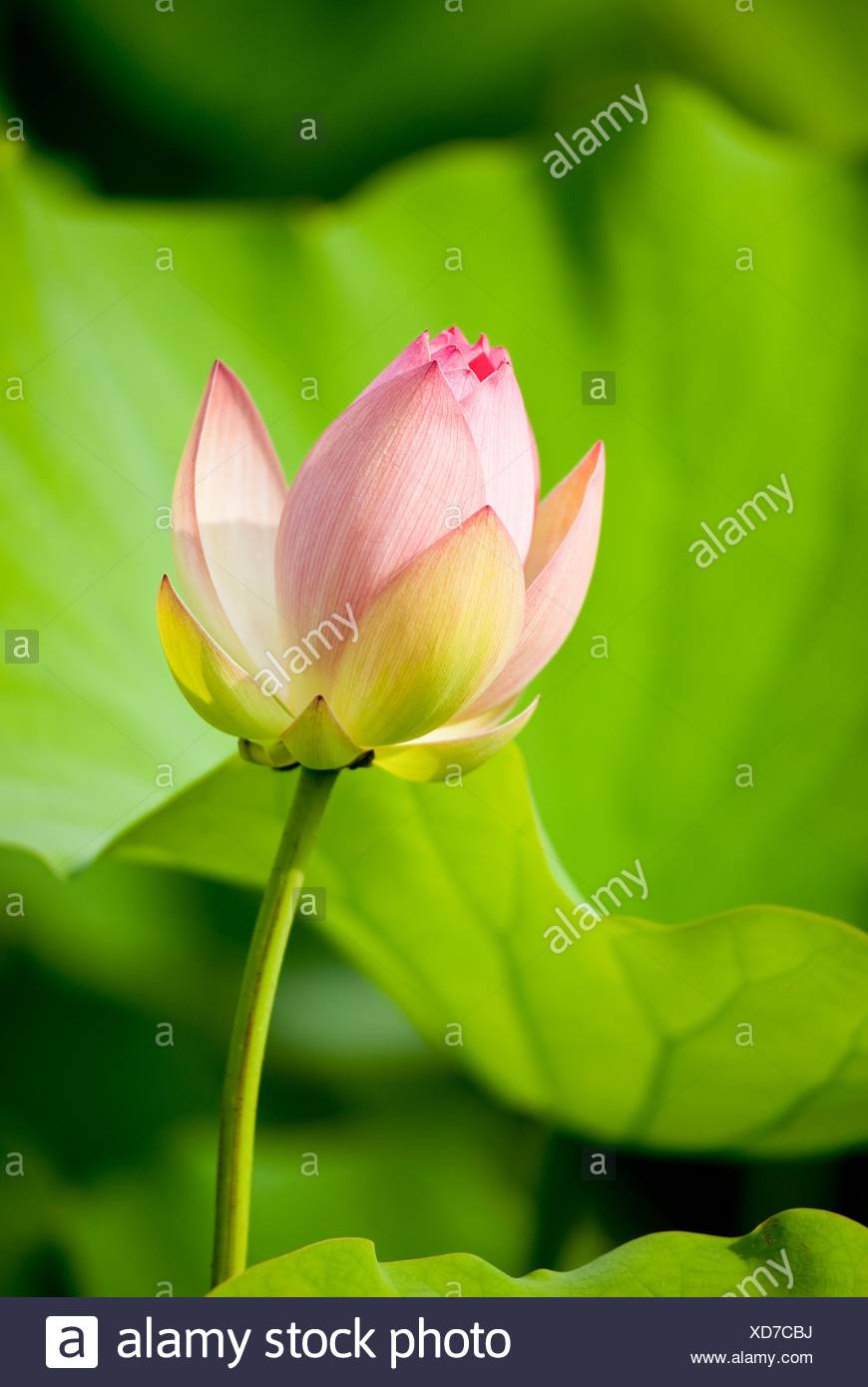 A Beautiful Lotus Blossom At Kenilworth Aquatic Gardens In