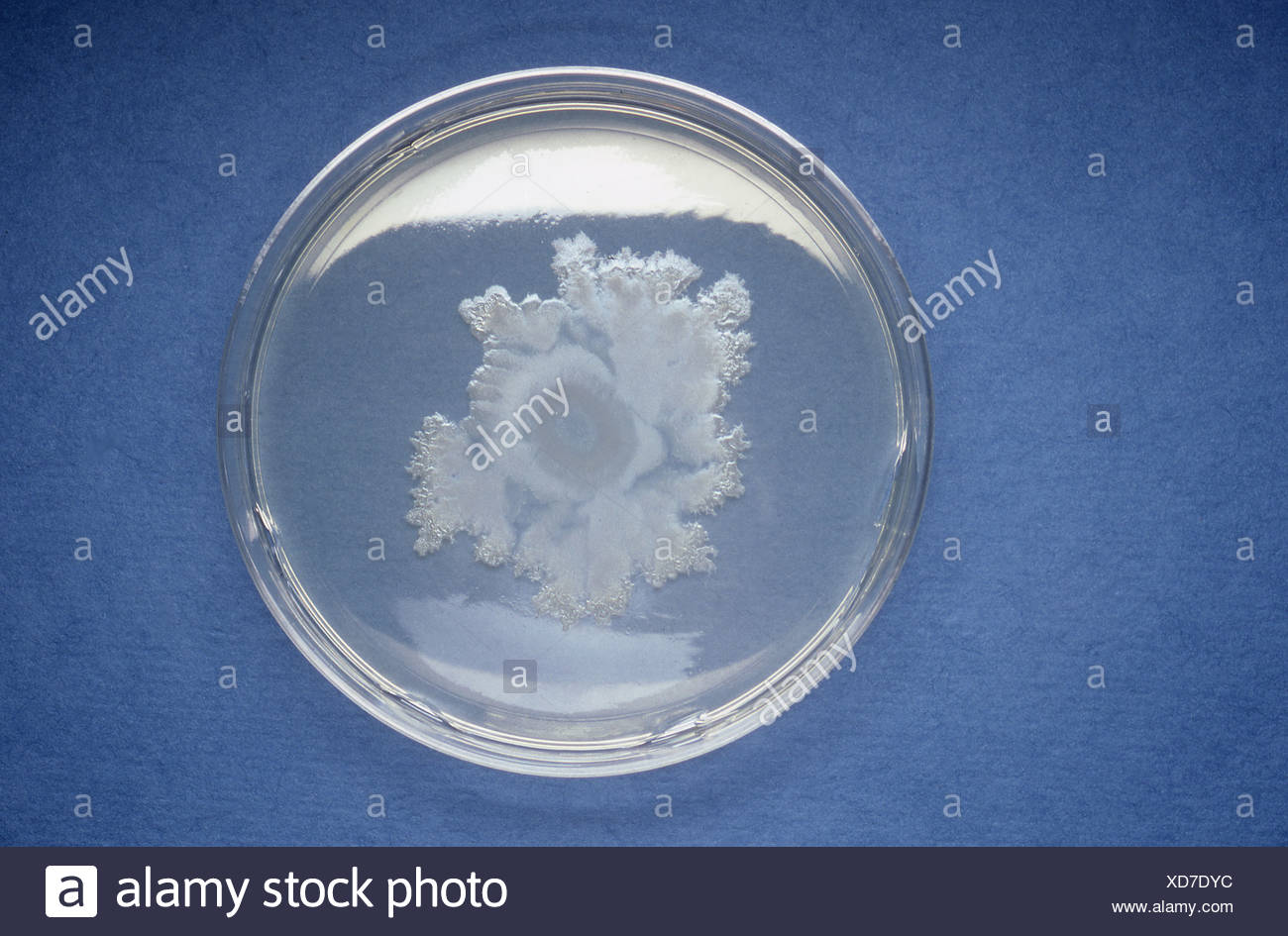 Nutrient Agar High Resolution Stock Photography and Images Alamy