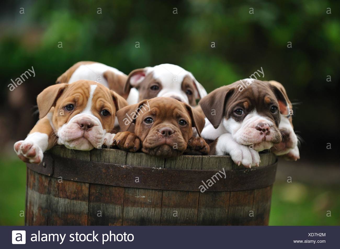 renascence bulldogge puppies