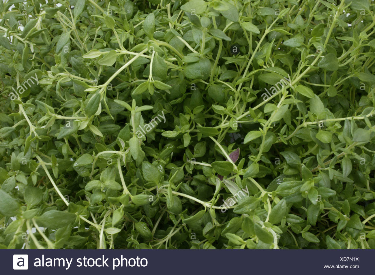 Thymus Gland High Resolution Stock Photography and Images Alamy