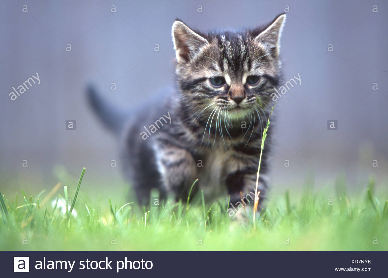 Cat Young Animal Kittens Tigerli Meadow Run Walk Portrait Animal Beast Switzerland Stock Photo Alamy