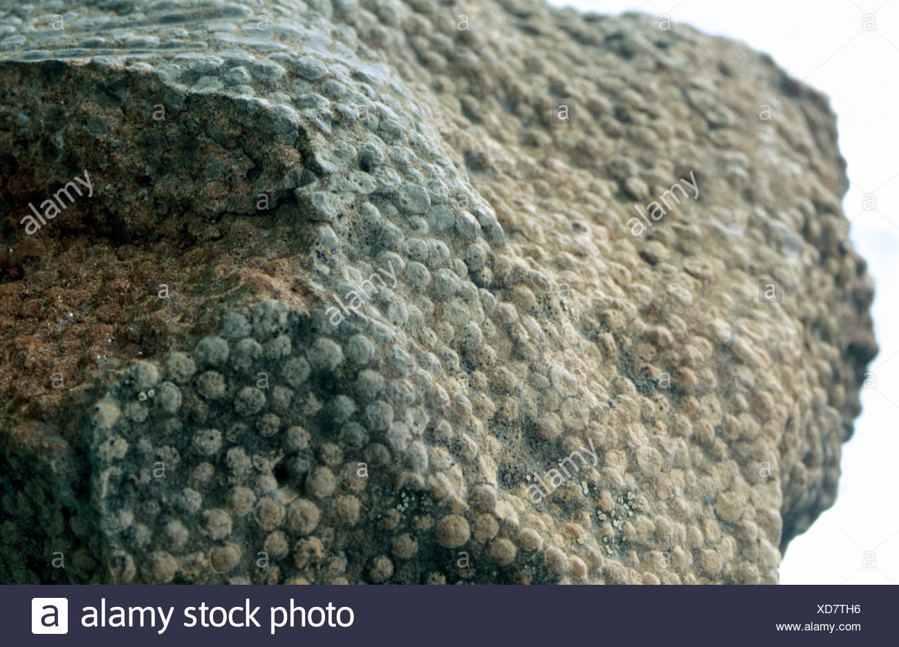limestone oolite