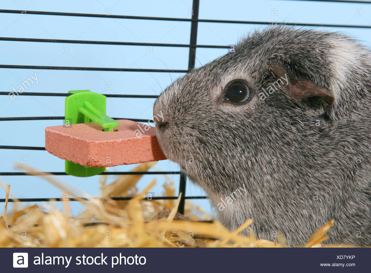 Salt Lick Block Stock Photos & Salt Lick Block Stock Images Alamy
