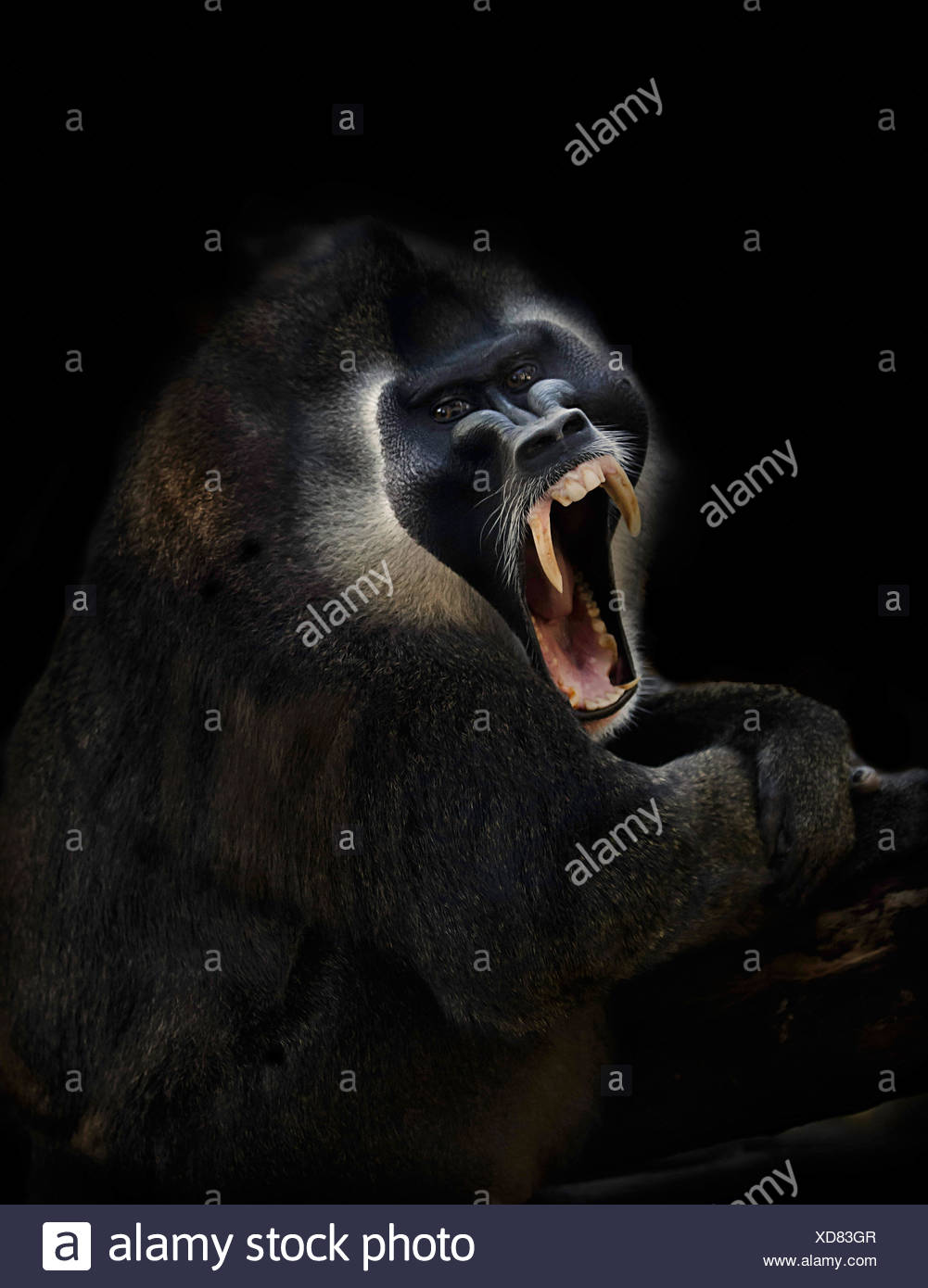 Drill Monkey High Resolution Stock Photography and Images - Alamy