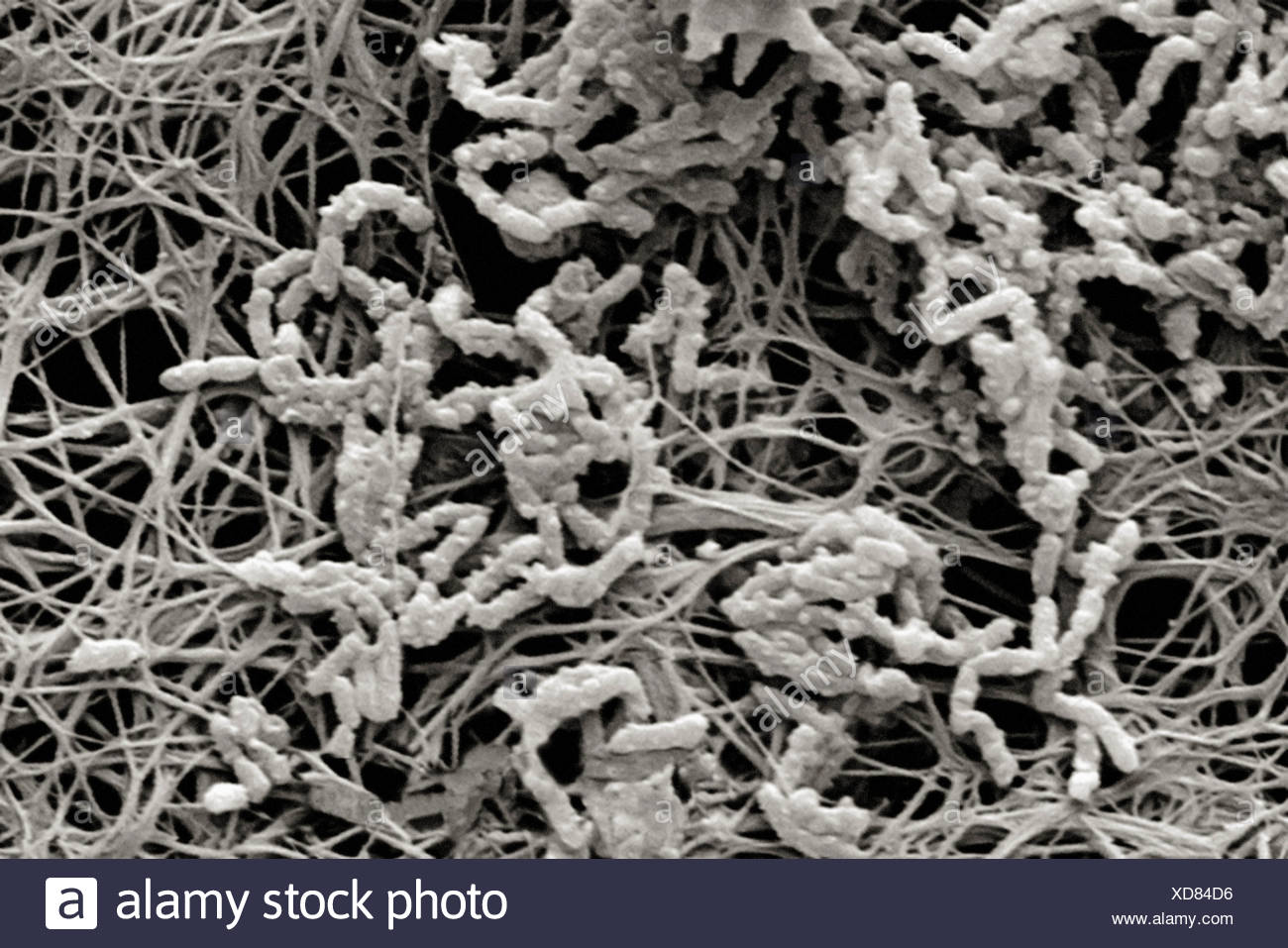 Achromobacter Xylosoxidans High Resolution Stock Photography and Images -  Alamy