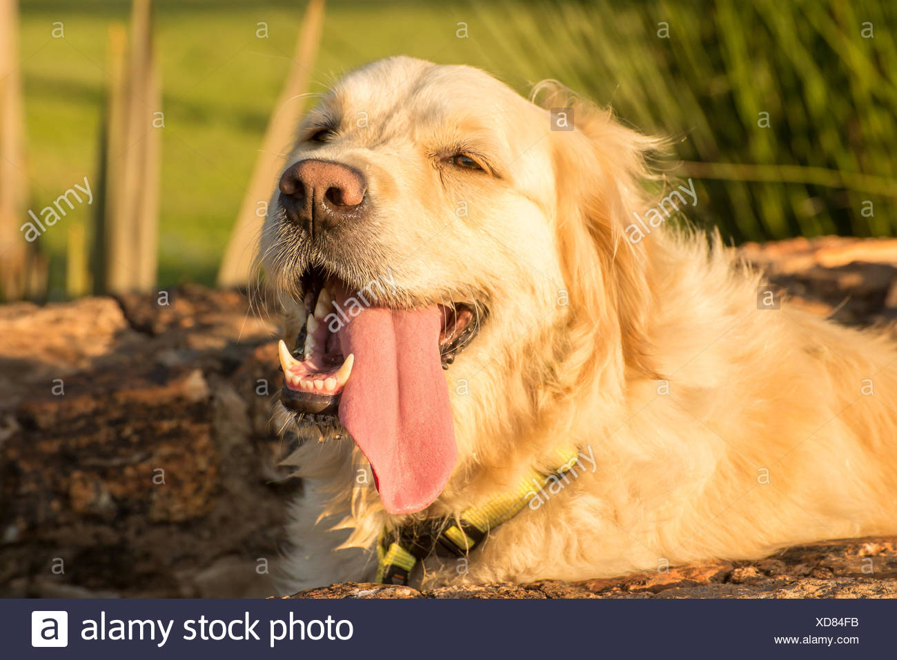 Thirsty Dog High Resolution Stock Photography and Images Alamy