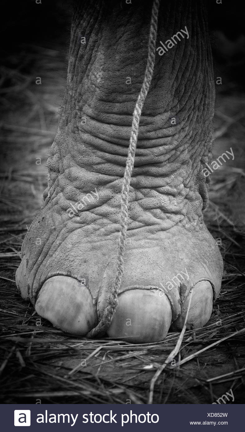 Elephant Foot Stock Photos & Elephant Foot Stock Images Alamy