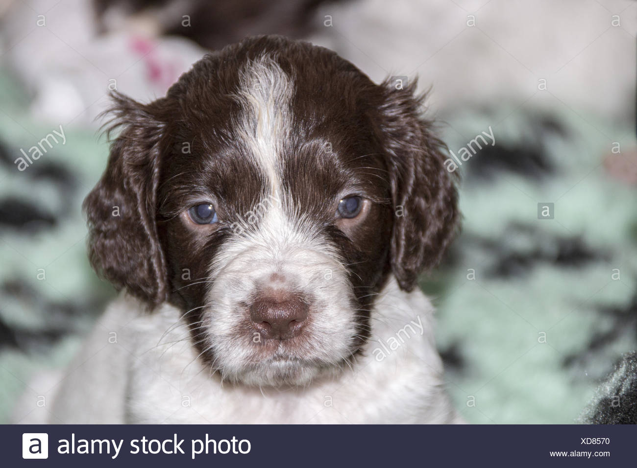 English Springer Spaniel puppy - 4 