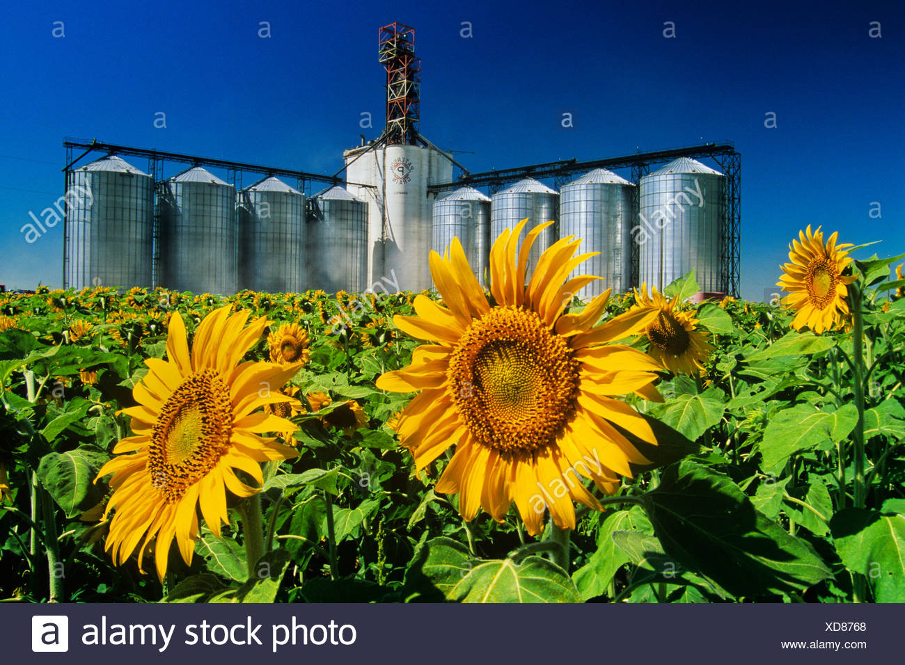 Helianthus Annuus Sunflower Field High Resolution Stock Photography and