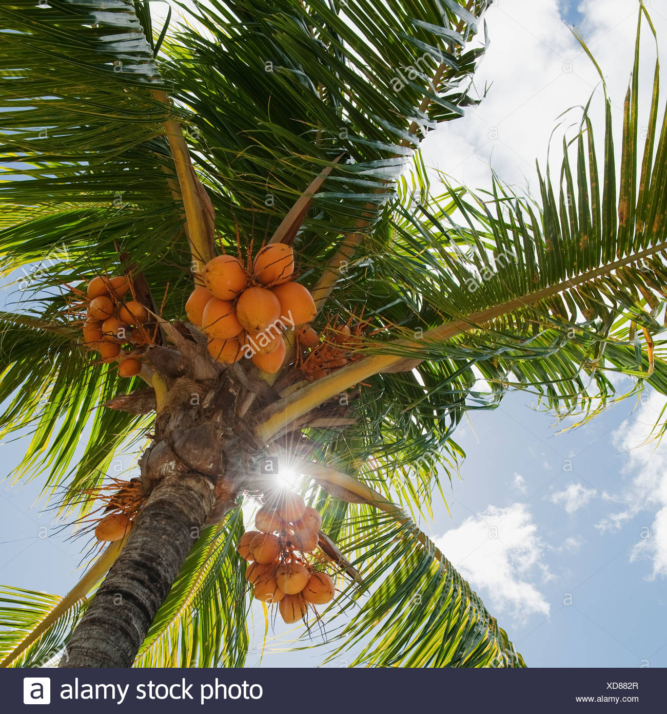 Coconuts In Palm Tree Stock Photos & Coconuts In Palm Tree Stock Images