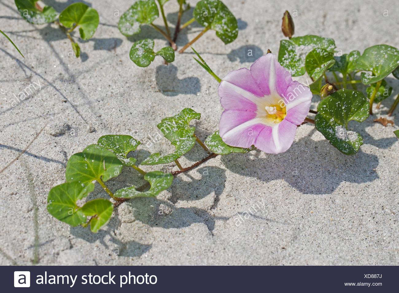 Beach Morning Glory Sea Bindweed Seashore False Bindweed Seashore Morning Glory Calystegia Soldanella Convolvulus Soldanella Blooming Germany Stock Photo Alamy