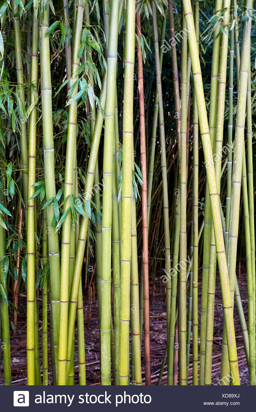 Bamboo Reeds Stock Photos & Bamboo Reeds Stock Images Alamy