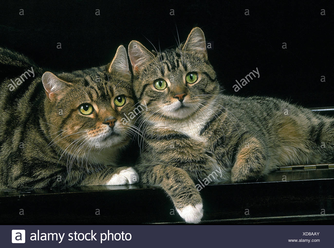 Manx Domestic Cat Breed Of Cat Without Tail Adults Laying On