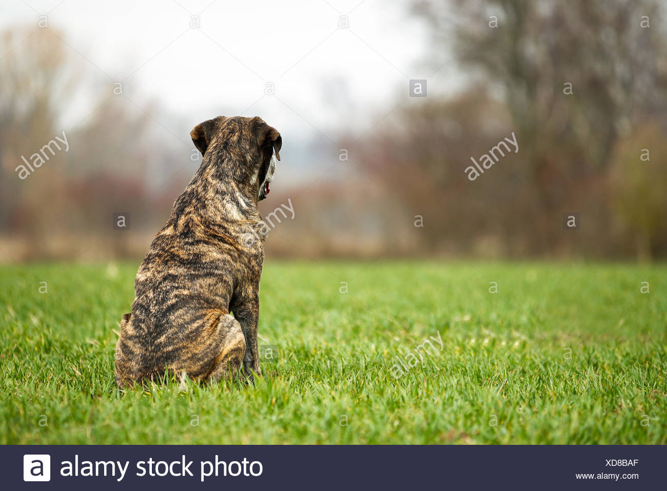 Mixed Bred Dog A Mix Of Cane Corso And Italian Mastiff