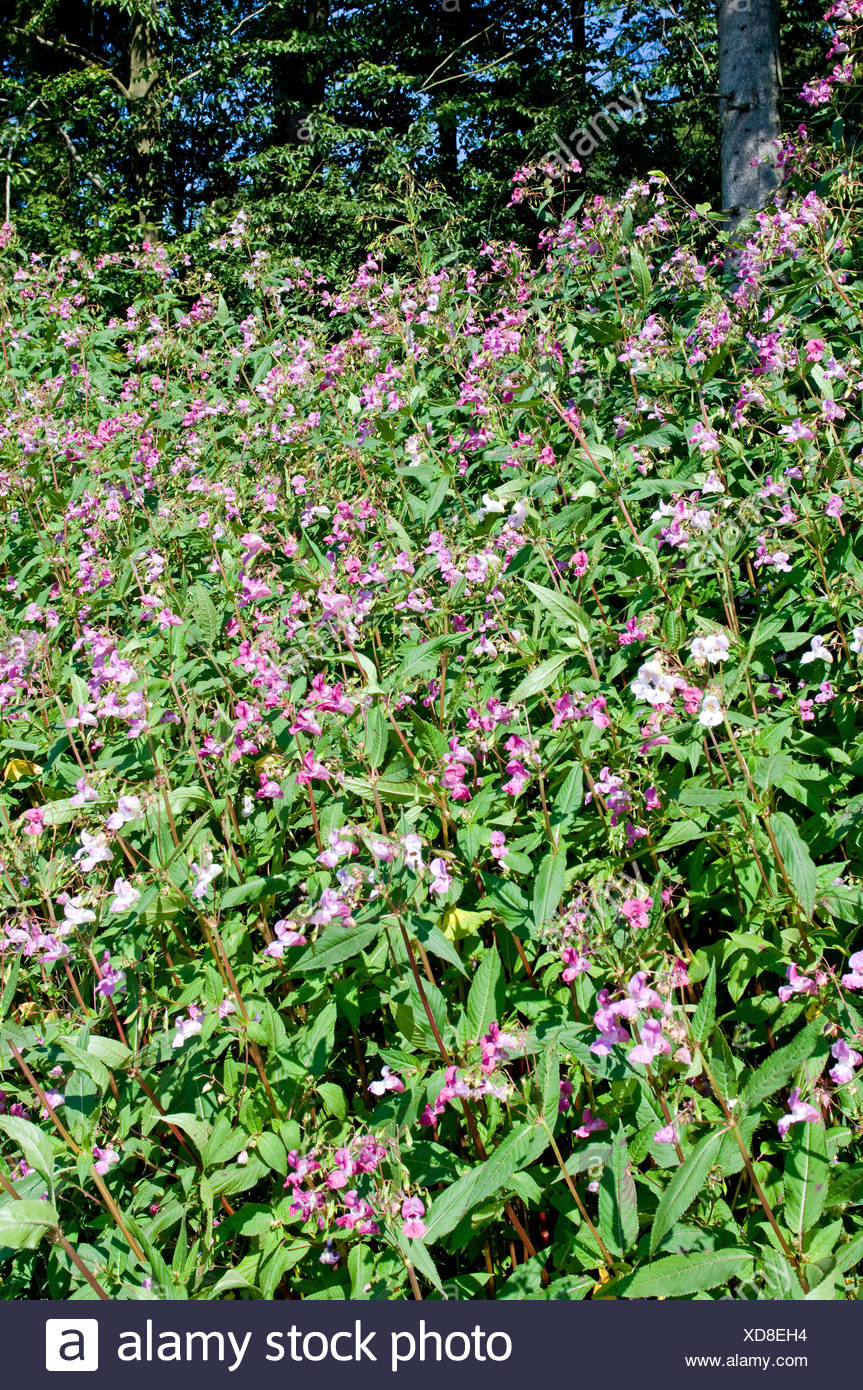 Himalayan Balsam Stock Photo
