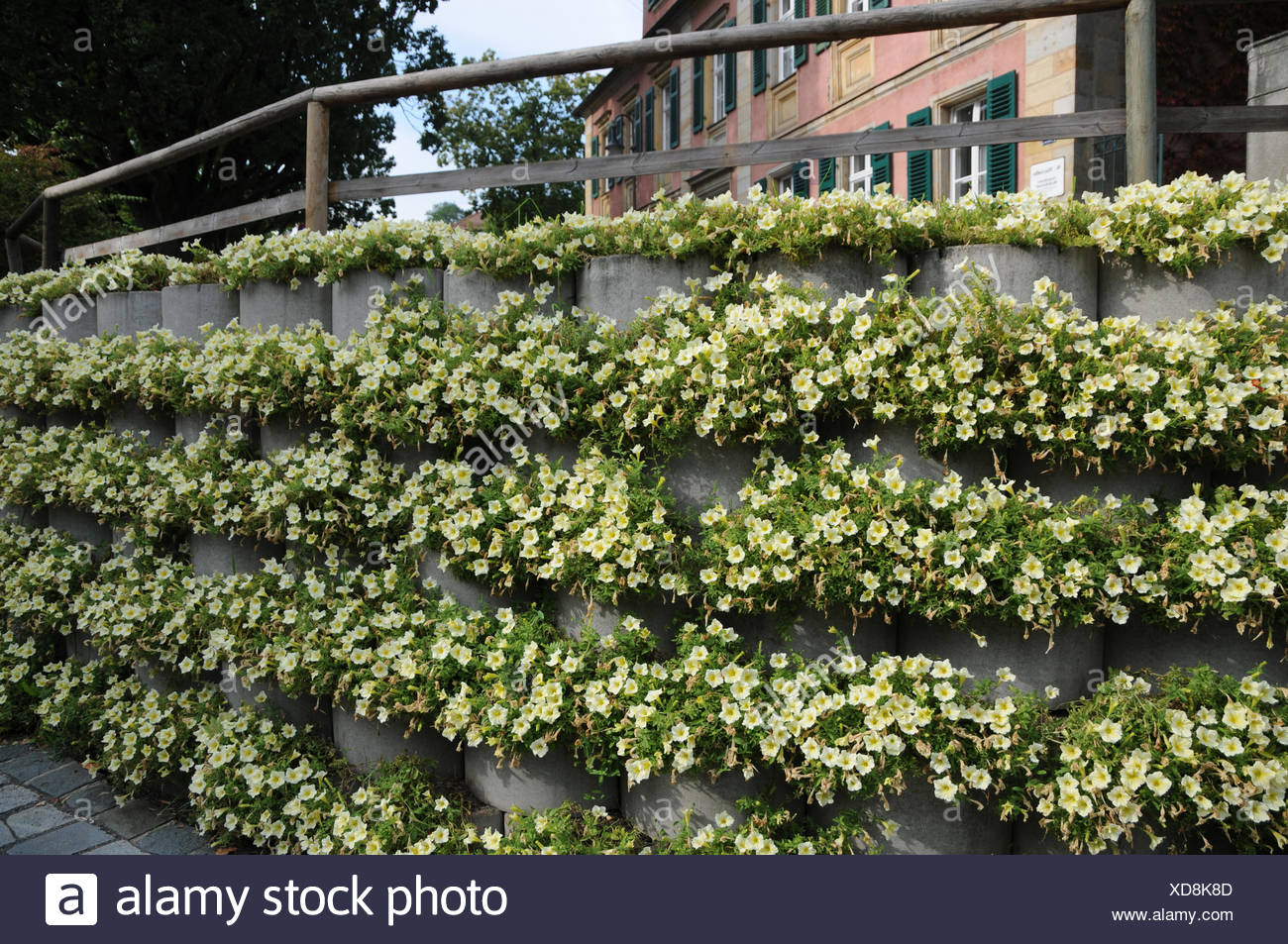 Petunia Concrete Wall Noise Protect Stock Photo 283547165 Alamy