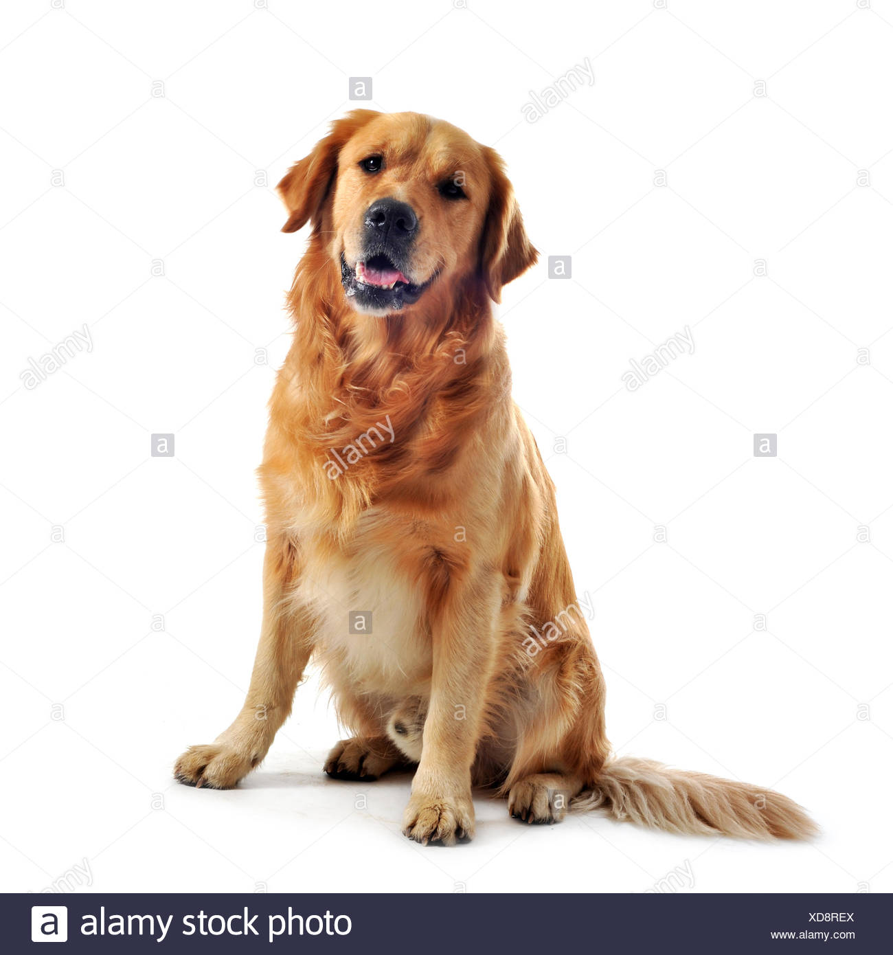 Dog Golden Labrador Stock Photo 283550482 Alamy