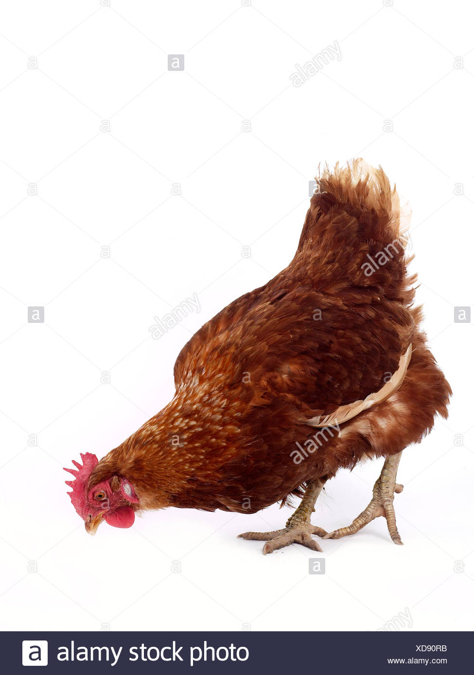 Hen Pecked High Resolution Stock Photography and Images Alamy