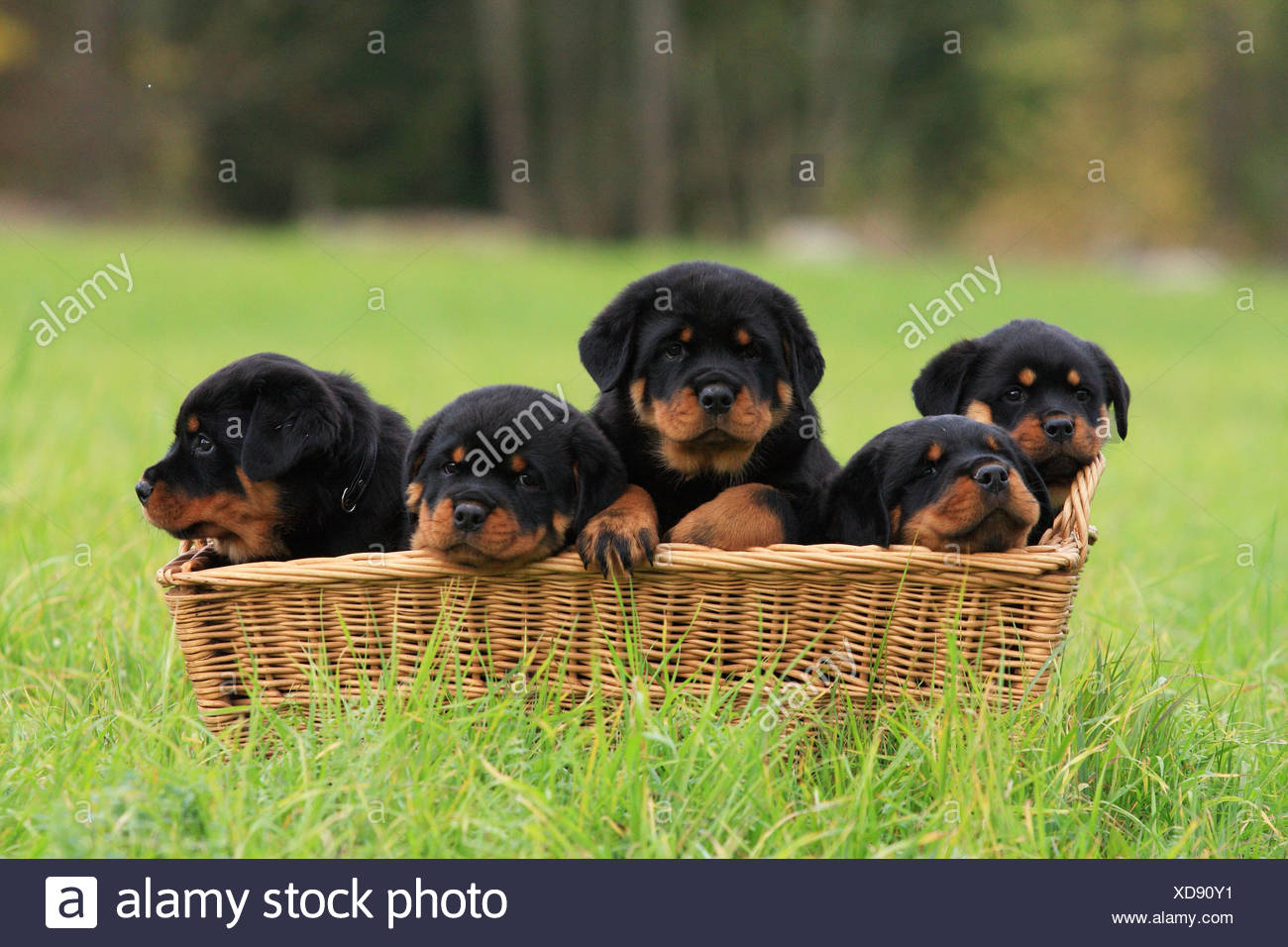 Rottweiler Puppy Stock Photos & Rottweiler Puppy Stock ... Rottweiler Puppy Stock Photos & Rottweiler Puppy Stock ...