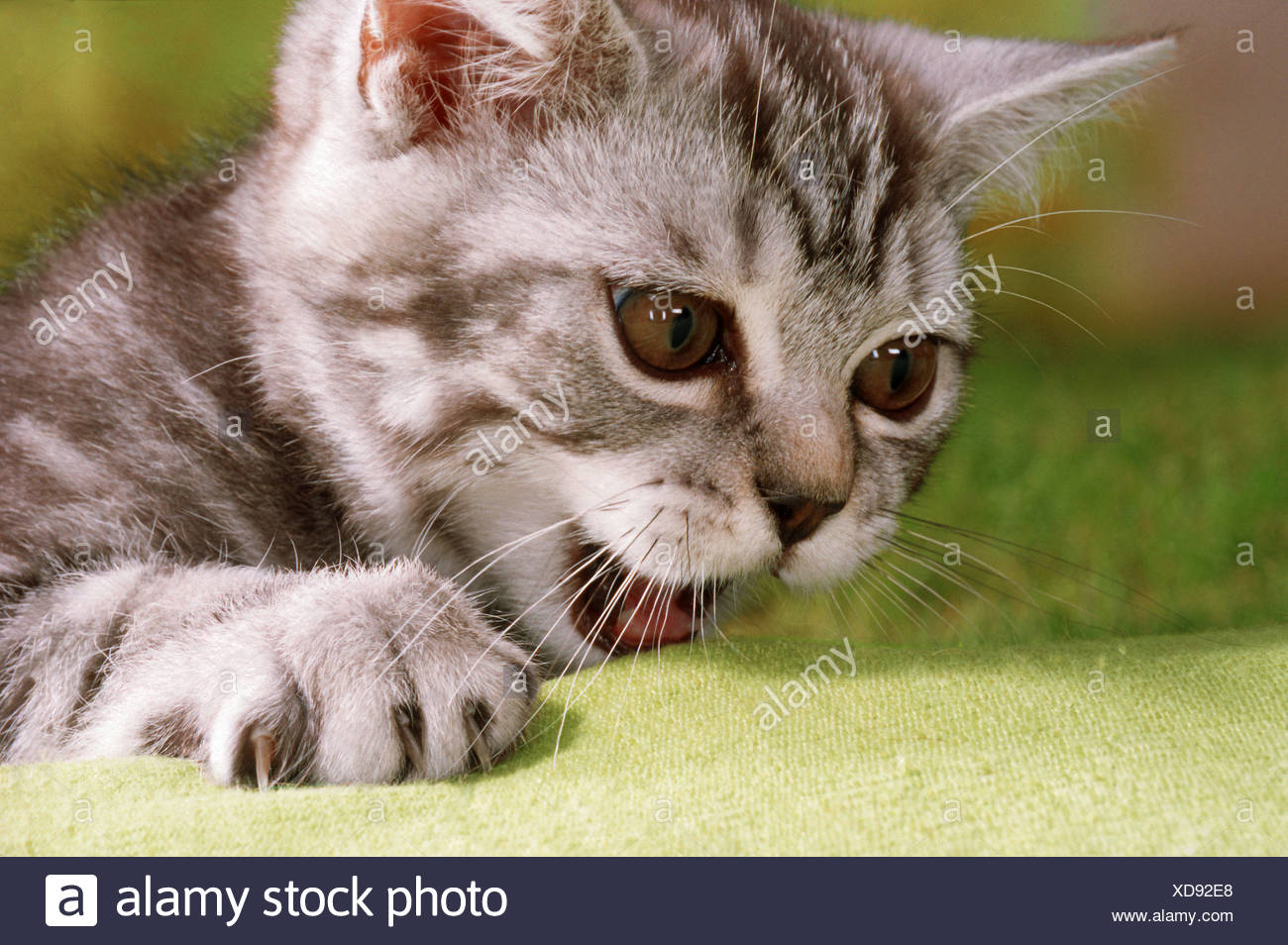 british shorthair 12 weeks