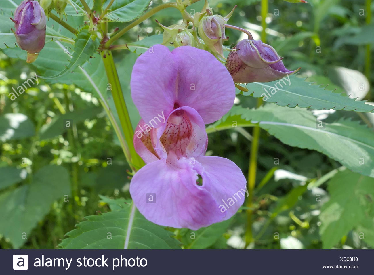Drüsiges Springkraut (Impatiens glandulifera), Einzelblüte, Bayern, Deutschland, Europa Stock Photo