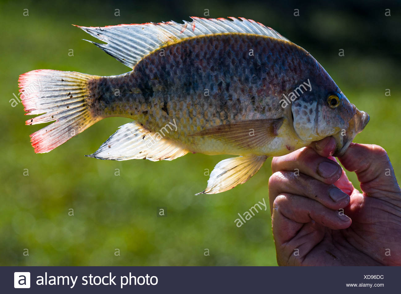 Tilapia Africa High Resolution Stock Photography and Images Alamy