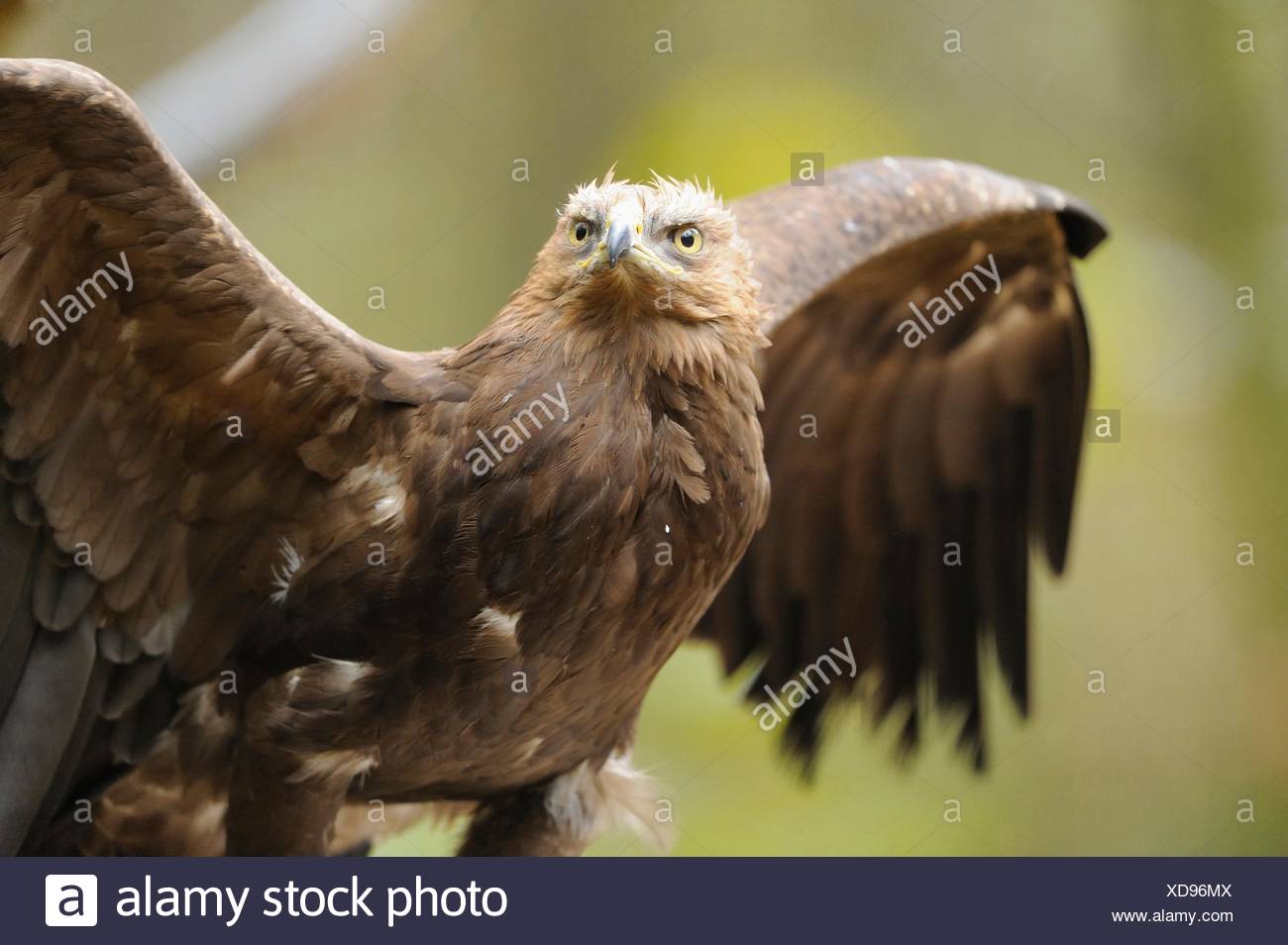 Lesser Spotted Eagle In Bavarian Forest National Park
