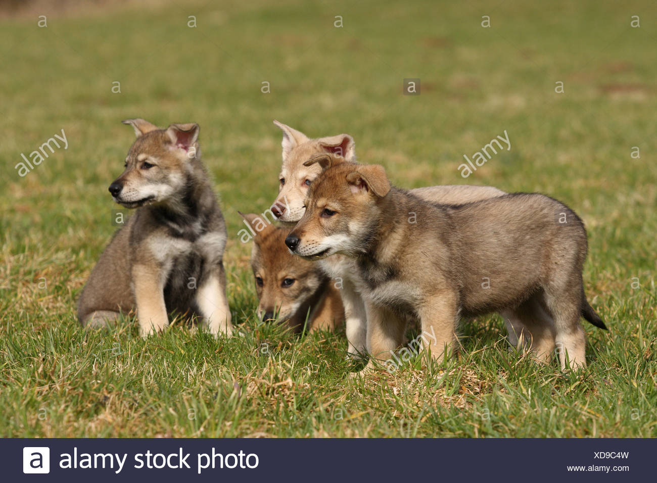 Saarloos Wolfdog Puppy Stock Photo Alamy Saarloos Wolfdog Puppy Stock Photo Alamy