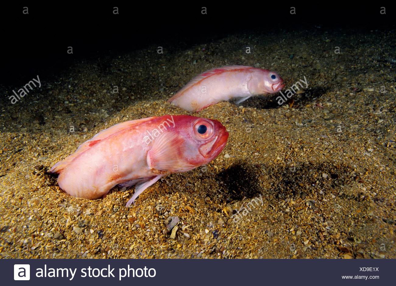 Red Bandfish High Resolution Stock Photography And Images Alamy Red Bandfish High Resolution Stock Photography And Images Alamy