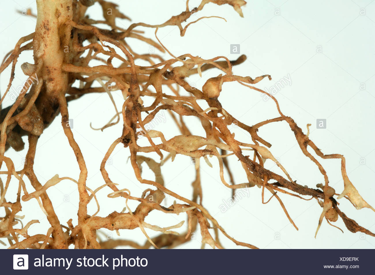 Pea Plant Roots High Resolution Stock Photography and Images Alamy