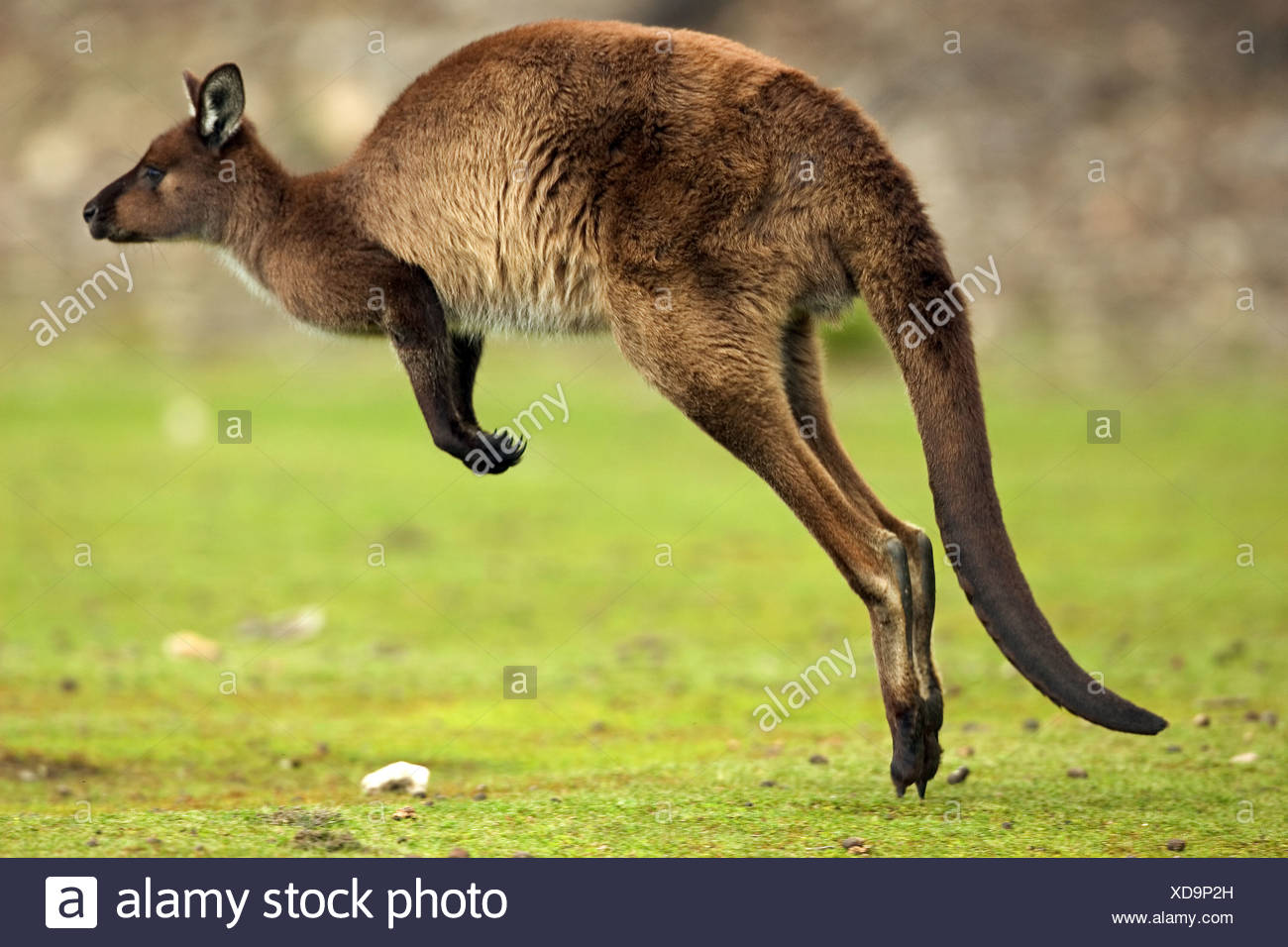 Western Gray Kangaroo Jumping Macropus Fuliginosus Stock Photo Alamy