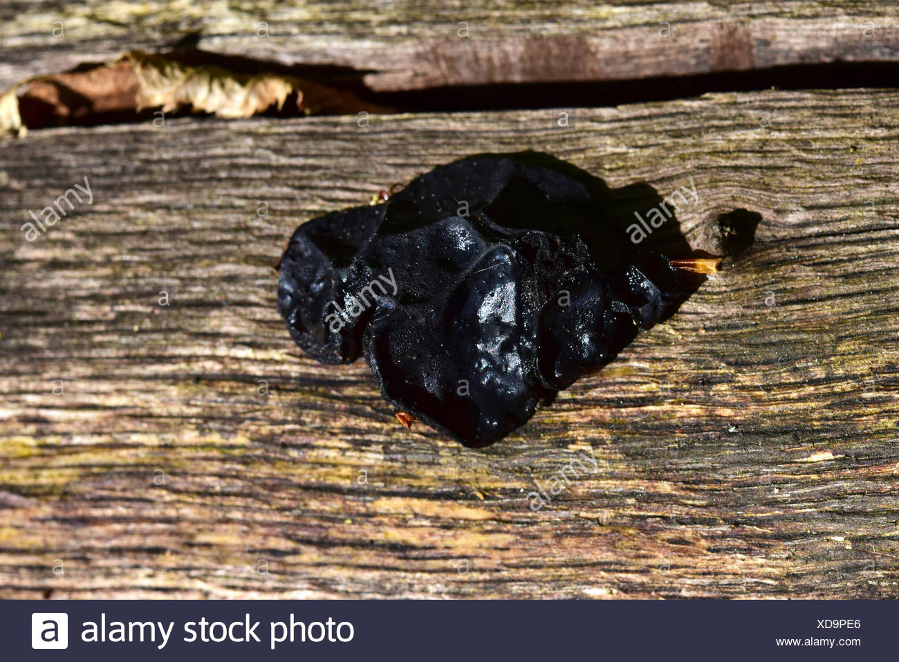 Witches Butter High Resolution Stock Photography and Images Alamy