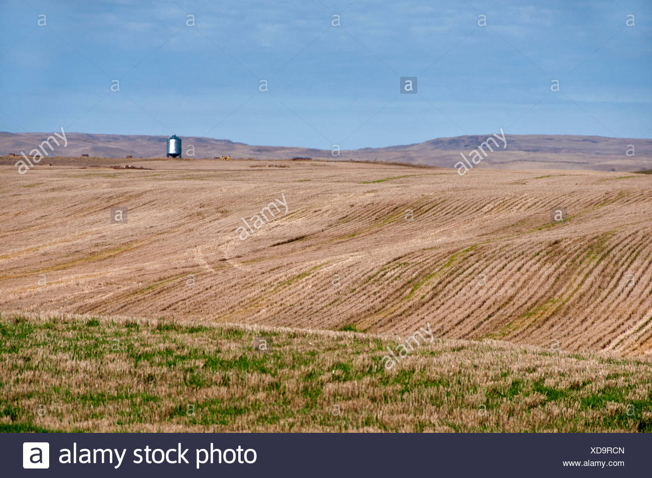 Saskatchewan Wheat Field Stock Photos & Saskatchewan Wheat Field Stock