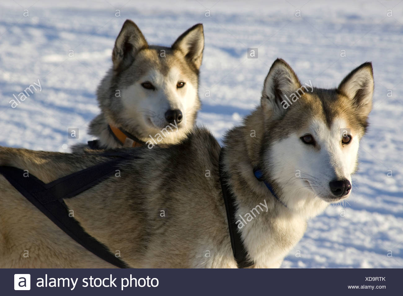 husky vemdalen