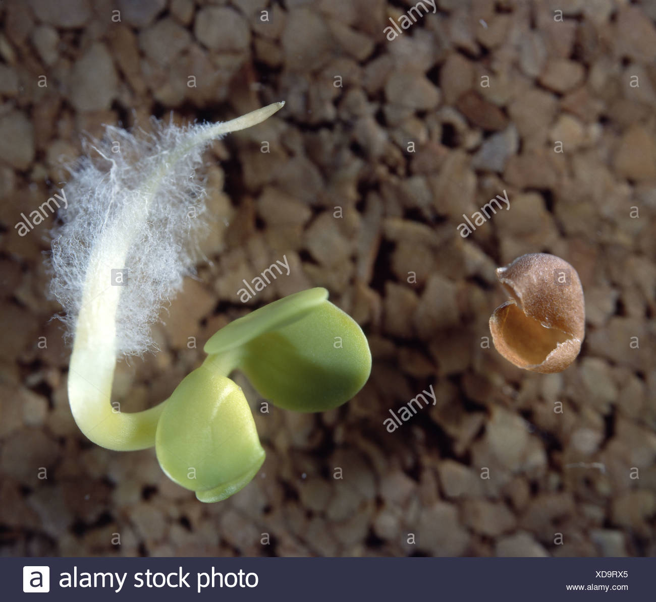 Plant Root Hairs Stock Photos &amp; Plant Root Hairs Stock