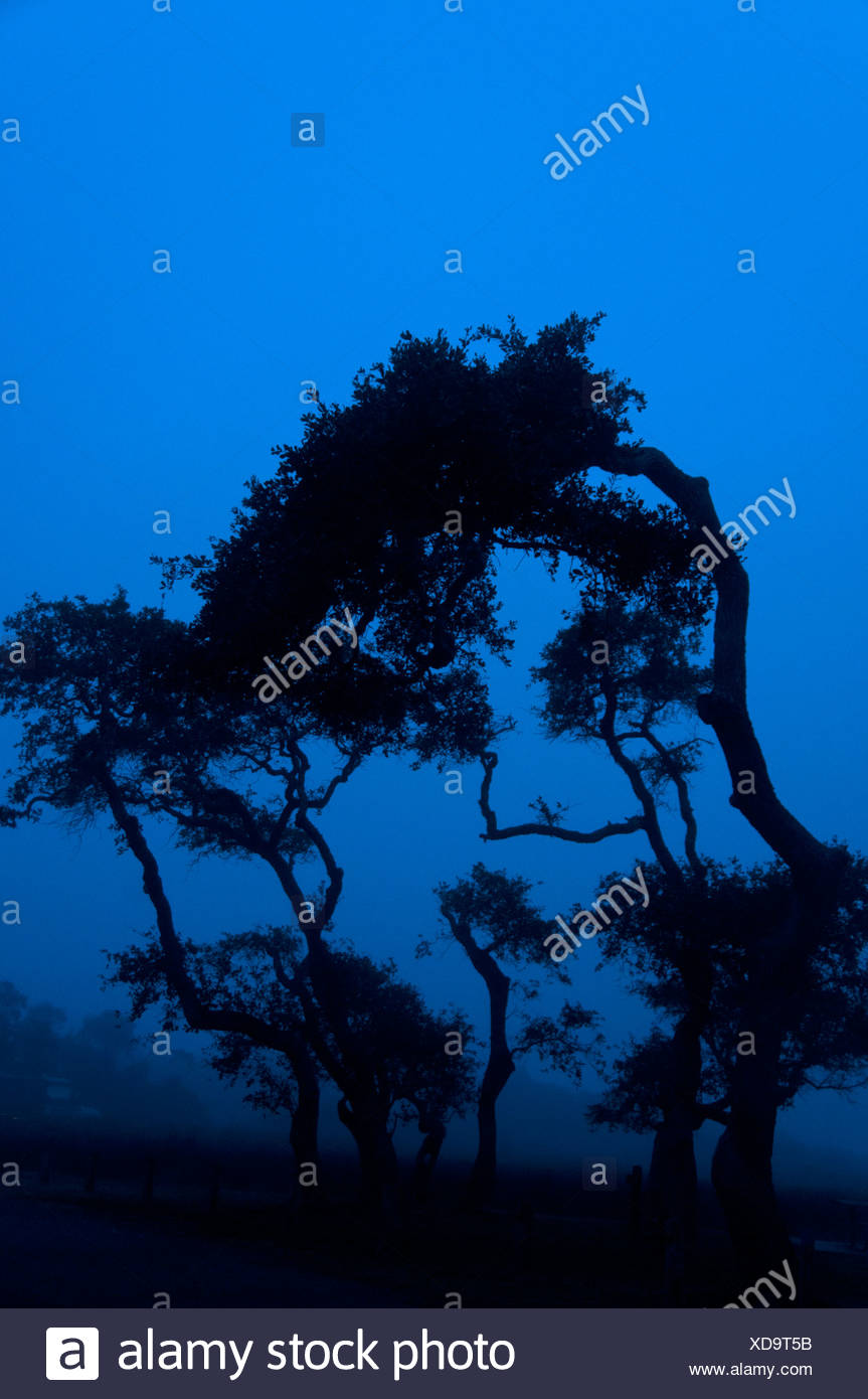 Live Oak Tree Silhouette High Resolution Stock Photography and Images ...