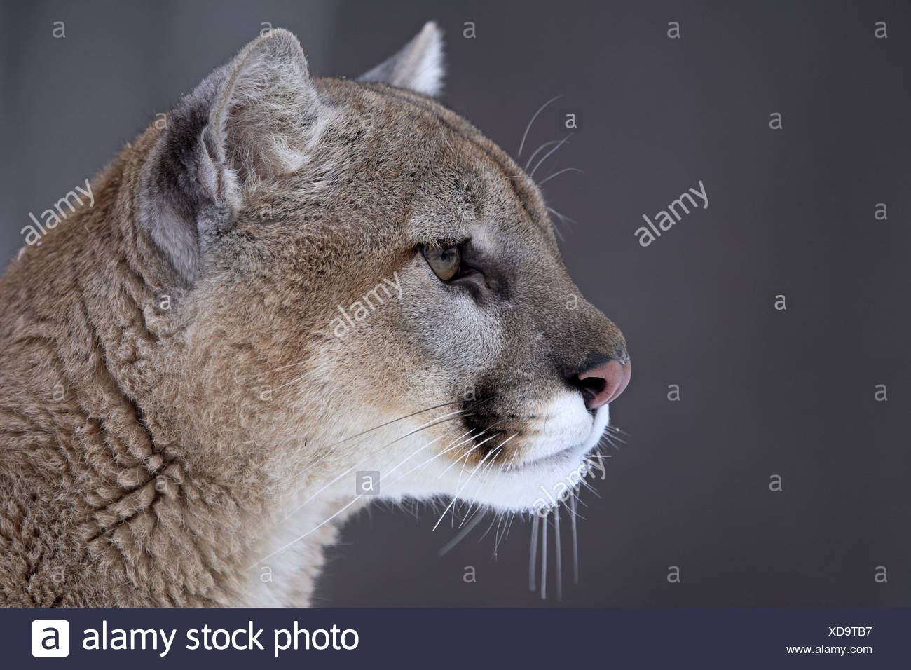 puma animal canada
