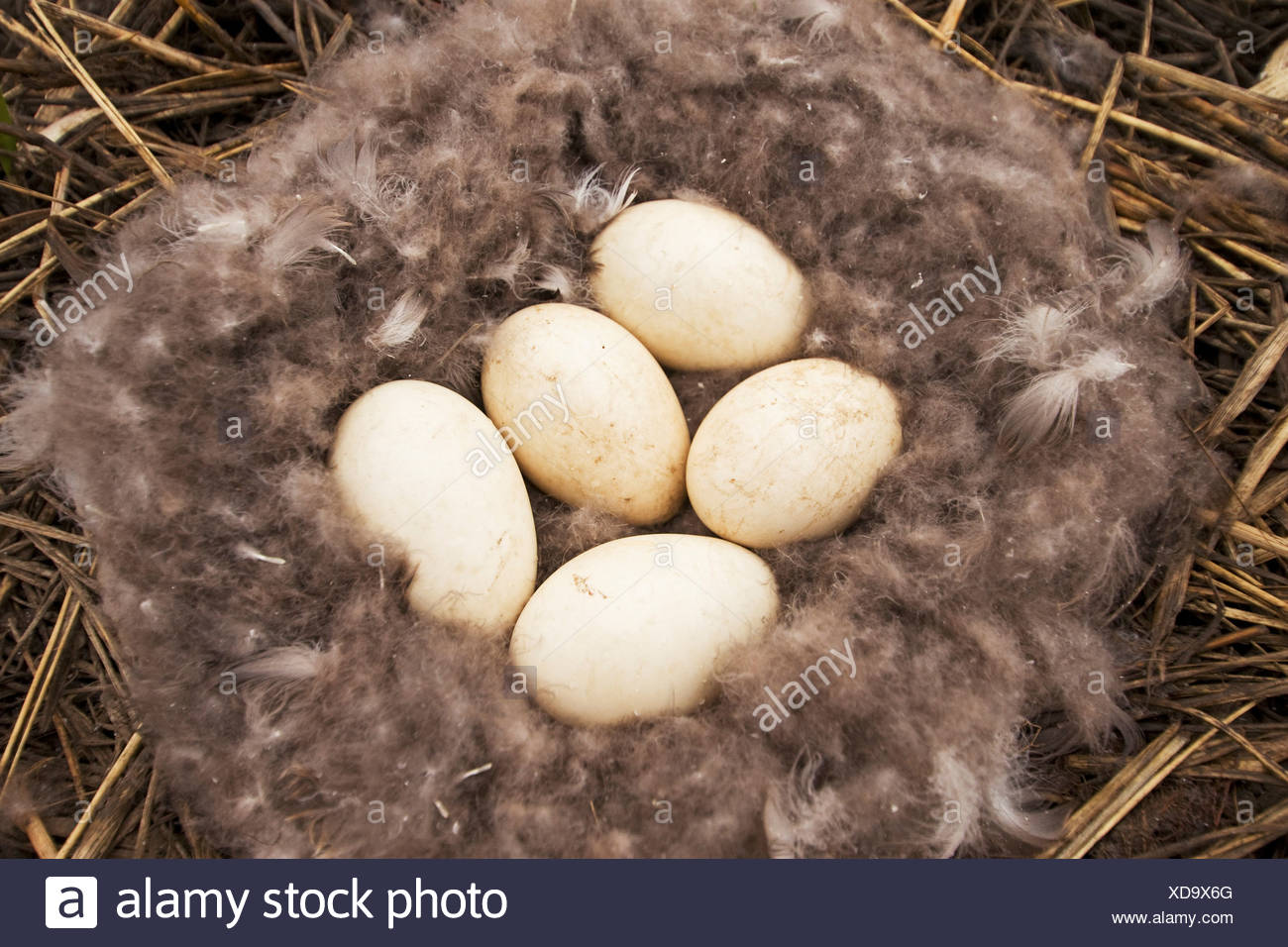 Snow Goose Egg High Resolution Stock Photography and Images Alamy