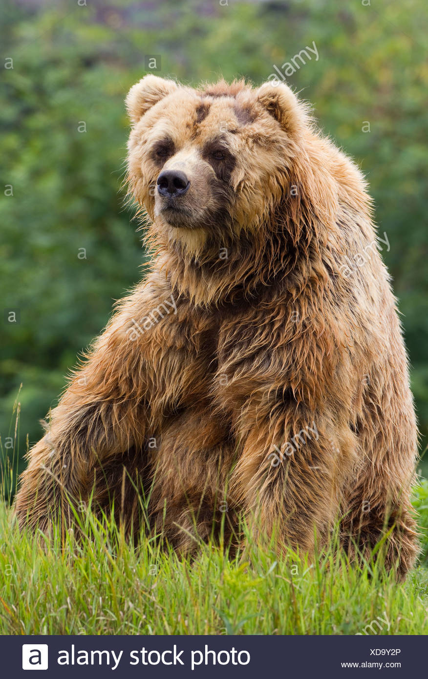 Kodiak Bear Stock Photos & Kodiak Bear Stock Images - Alamy